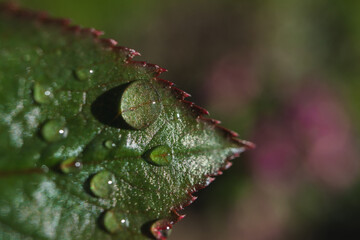 Macro photo of a rose leaf with drops of water from the morning dew.
