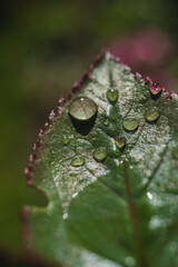 Macro photo of a rose leaf with drops of water from the morning dew.