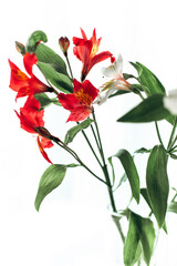 Beautiful red exquisite flowers - alstroemeria on a light white background