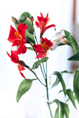 Beautiful red exquisite flowers - alstroemeria on a light white background