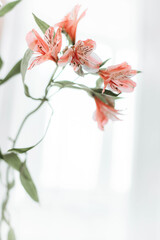 Beautiful exquisite flowers - alstroemeria on a light white background