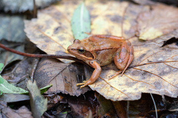 Common frog on the forest floor