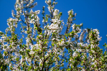 Flowering beautiful plum tree at springtime on a sunny day, blue sky background.
