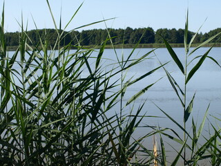 Tatarak rosnący przy jeziorze - obrazy, fototapety, plakaty