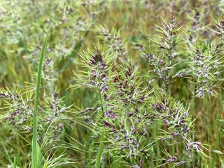 Green purple grass Poa bulbosa in field. Bulbous MeadowGrass. Blue grass on meadow. Wild plant in the spring lawn.