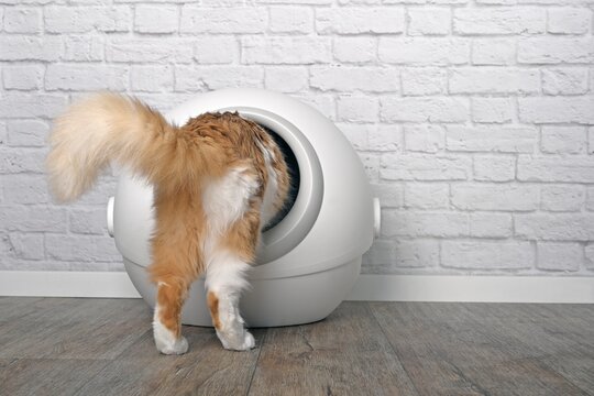Funny tabby cat step inside a litter box. Horizontal image with copy space.