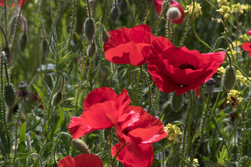 Obraz premium Amapolas