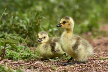 Two cute Greylag goslings (Anser anser) walk on path through green grass habitat on a sunny day.