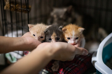 Tabby Cat in the hands 