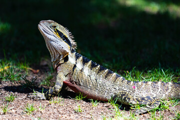 Water Dragon in Brisbane, Queensland, Australia