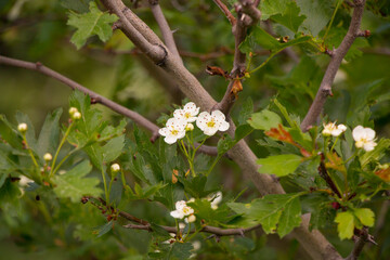 hawthorn flowers