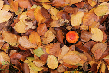 Fly Agaric between autumn leaves. Amanita muscaria. Natural background