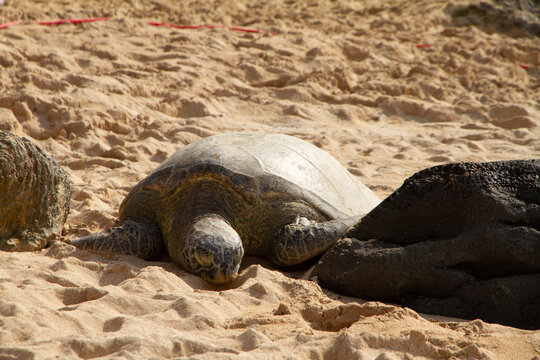 Giant green sea turtles at Turtle Beach on the North Shore of Hawaii