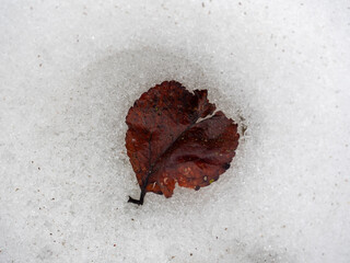 Abstract view of a single fallen tree leaf on white snow. Top view, flat lay