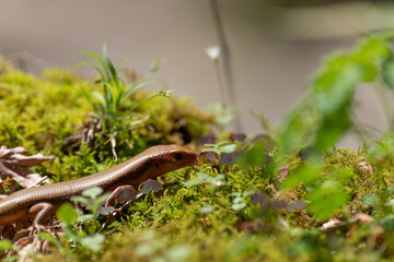 身近な生き物　トカゲ