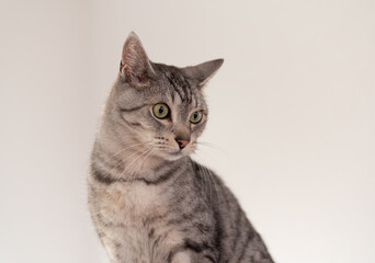 見つめる猫　サバトラ猫