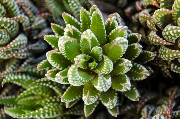 Obraz premium Pianta grassa aloe succulenta