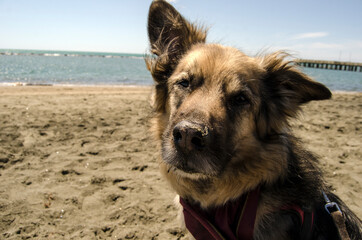 Cane con sguardo interrogativo, al mare