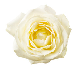 Rose flower isolated on white background with clipping path