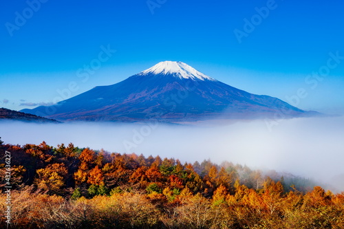 富士山と雲海と朝日に照らされた紅葉 山梨県南都留郡山中湖村パノラマ台にて Wall Mural Photop5