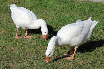 Gänse auf der Wiese