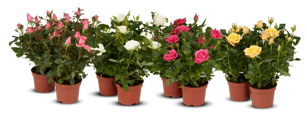 rose multicolored beautiful flower in line up many pot isolated​ on​ white​ background​ with​ cut out and​ clipping​ path​