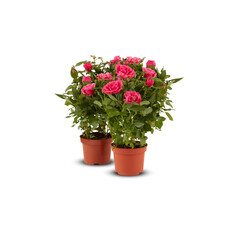 rose pink beautiful flower in a pot isolated​ on​ white​ background​ with​ cut out and​ clipping​ path​