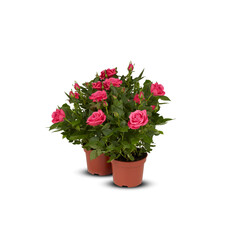 Pink rose bushes are blooming and are blooming in pots isolated on white background​ with cutout and clipping​ path​