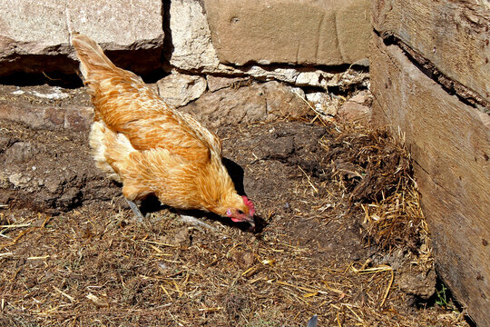 Huhn am Misthaufen