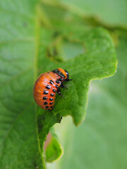 The larva of a Colorado potato beetle crawls on a pitted potato leaf. Close-up. A bright vertical illustration on the theme of protecting agricultural plants from bugs and pests. High detail. Macro