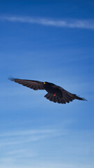 Fototapeta na wymiar Flying bird in the sky with open wings