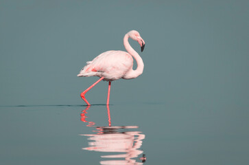 Wild african birds. One bird of pink african flamingo walking around the lagoon and looking for food.