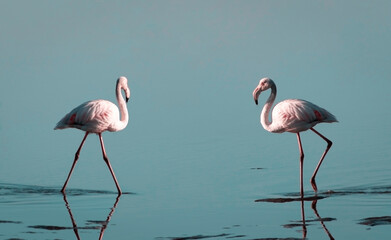 Two birds of pink african flamingo  walking around the lagoon and looking for food