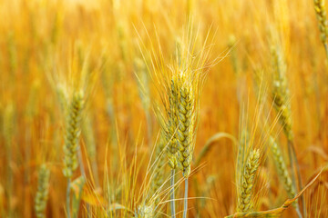 Ripe wheat yellow field, cereal harvest