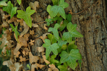 ivy leaves on the tree trunk