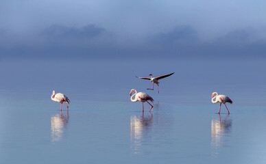 Wild african birds. Group birds of pink african flamingos  walking around the lagoon and looking for food