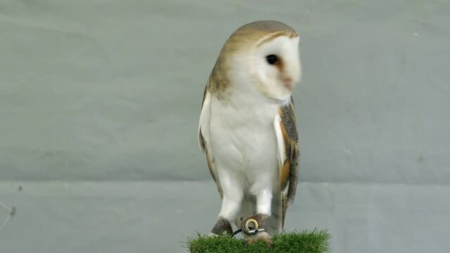 Horney barn owl, Tyto albahead, head close up, animal behavior in the habitat. Wildlife scene from nature. Barn owl HD clip. Owl Looking Around with Big Eyes Close Up.