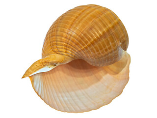 The Shell of the Land Gastropod Mollusk Achatina Fulica (Latin Name). Cut On White Background