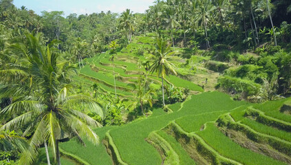 Fototapeta na wymiar AERIAL: Long serpentine rice terraces creating a natural staircase to palm trees