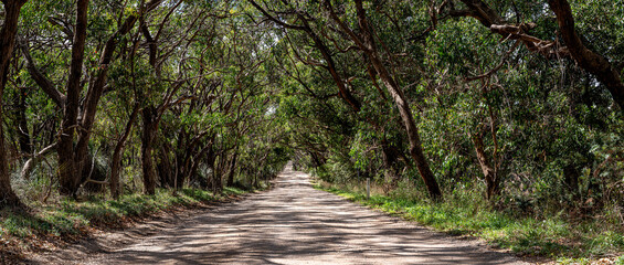 Tree lined road panorama, dappled light on gravel track leading into the distance. Natural Australian landscape.