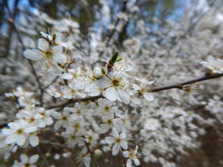 blooming tree