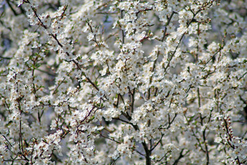 Schlehenblüte 2