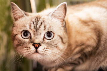 Naklejka na ściany i meble Scottish kitten. Beautiful cat.
