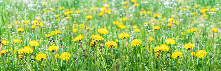 Green field with yellow dandelions. Close-up of yellow spring flowers on the ground.
