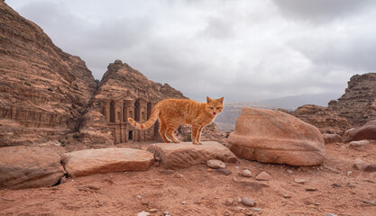 Small orange cat walking over red rocks, mountainous landscape in Petra Jordan, with monastery building background