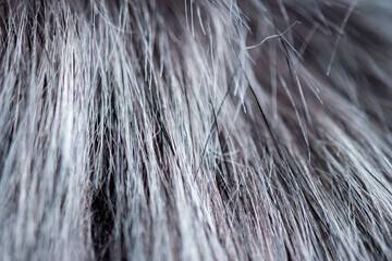 black and grey animal fur background 
