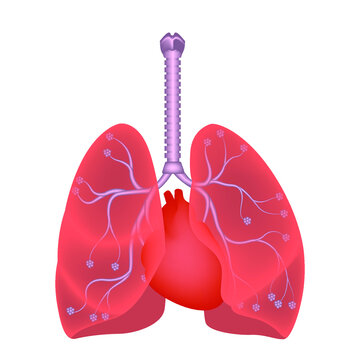 Human lungs. Diagram showing the location of the heart, trachea and alvioli. Vector illustration.