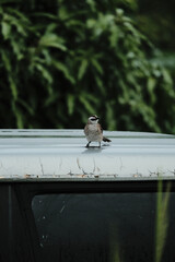 bird on a fence