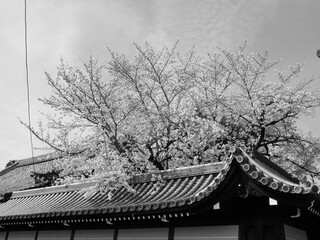 Fototapeta na wymiar 桜と屋根