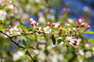 blooming trees and flowers in Westpark, Munich